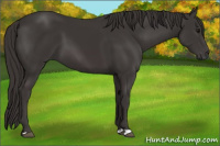 Horse Color:Smoky Black  and Smoky Black 