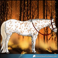 Horse Color:Chestnut Appaloosa