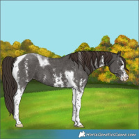 Horse Color:Liver Chestnut Sabino Tobiano Appaloosa 