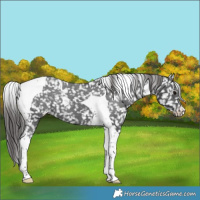Horse Color:Black Tobiano Appaloosa