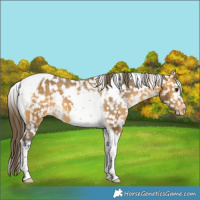 Horse Color:White Spotted Buckskin Tobiano Snowflake Varnish 