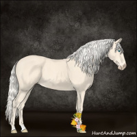 Horse Color:Cremello 