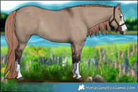 Horse Color:Liver Red Dun Rabicano 