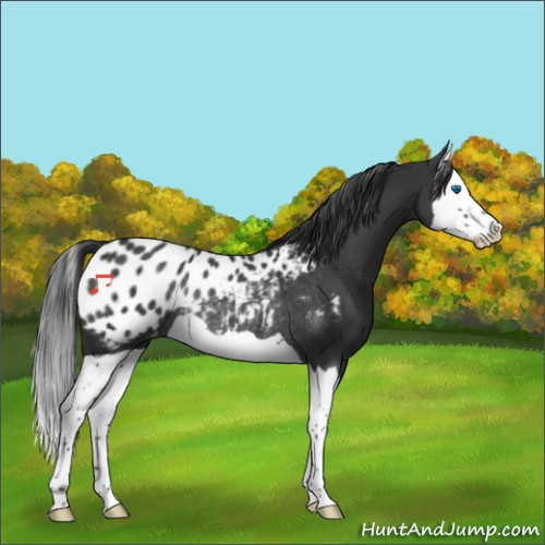 Horse Color:Black Splash Appaloosa Rabicano 