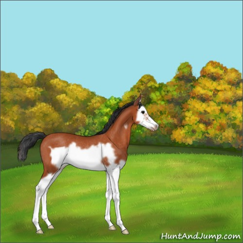 Horse Color:Bay Splash Frame Rabicano 