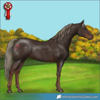Horse Color:Liver Chestnut Mushroom Rabicano 