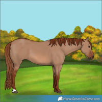 Horse Color:Red Dun 