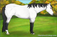 Horse Color:Bay Chinchilla 