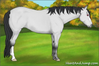 Horse Color:Bay Chinchilla 