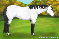 Horse Color:Bay Chinchilla