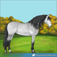Horse Color:Bay Chinchilla 