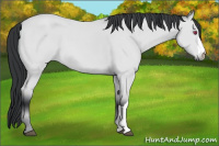 Horse Color:Bay Chinchilla 