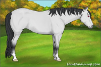 Horse Color:Bay Chinchilla 
