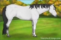 Horse Color:Bay Chinchilla Roan 