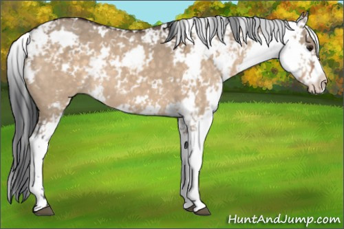 Horse Color:Brown Dun Sabino 