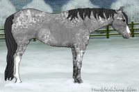 Horse Color:Blue Ice Roan