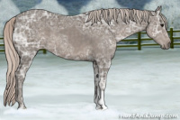 Horse Color:Silver Black Ice 