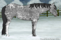 Horse Color:Black Ice 