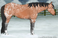 Horse Color:Bay Ice 