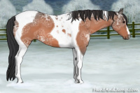 Horse Color:Brown Ice Tobiano
