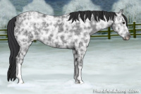 Horse Color:Black Ice 