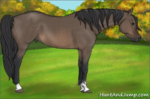 Horse Color:Brown Dun Sabino 