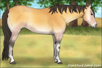 Horse Color:Buckskin Onyx