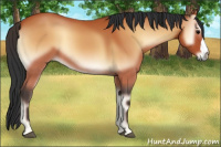 Horse Color:Bay Onyx 