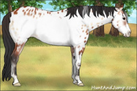 Horse Color:Bay Onyx Frame Appaloosa 
