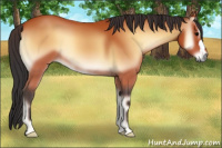 Horse Color:Bay Onyx 