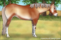 Horse Color:Silver Bay Onyx 