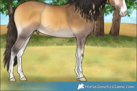 Horse Color:Buckskin Onyx 