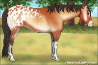Horse Color:Bay Onyx Blanket