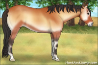 Horse Color:Bay Onyx 