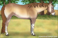 Horse Color:Red Onyx 