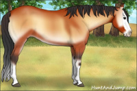 Horse Color:Bay Onyx Splash 