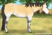 Horse Color:Buckskin Onyx 