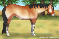 Horse Color:Bay Onyx 