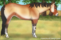 Horse Color:Bay Onyx 