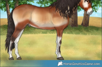 Horse Color:Bay Onyx 