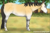 Horse Color:Buckskin Onyx Rabicano 