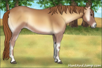 Horse Color:Red Onyx Rabicano