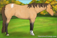 Horse Color:Buckskin Roan Appaloosa