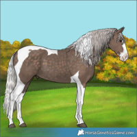 Horse Color:Silver Black Splash Tobiano 