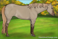 Horse Color:Liver Red Dun Rabicano 