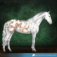Horse Color:Silver Brown Dun Appaloosa 