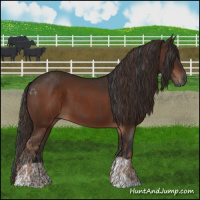 Horse Color:Liver Chestnut  and Brown 