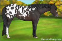 Horse Color:Brown Appaloosa 