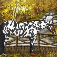 Horse Color:Brown Appaloosa