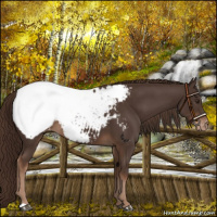 Horse Color:Liver Chestnut Appaloosa 